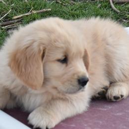 Green Collar Boy - Light golden Golden Retriever puppy in Otis Orchards, Washington from Sunlite Golden Retrievers
