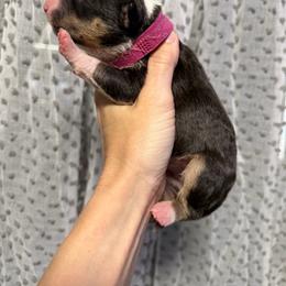 Dark pink collar - Black tan and white female Miniature Bull Terrier puppy in Port Charlotte, Florida from Cloud Nine Ranch Bullies
