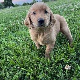 Dachshund and Golden Retriever Puppies from HS Goldens