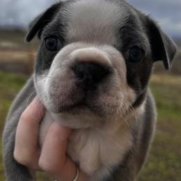 Izzy's blue boy - Blue male Boston Terrier puppy in Yakima, Washington from Barnett’s AKC Boston Terriers