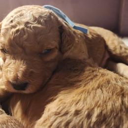 Isaac - Apricot male Labradoodle puppy in Fostoria, Michigan from North Country Kennel Club