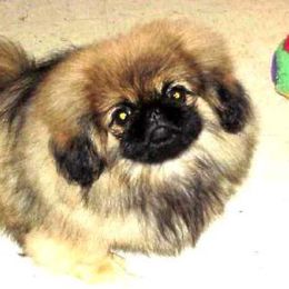 Pekingese Puppies from Deja vu Pekingese EOM-S