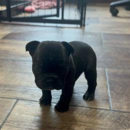 Rip - Brindle male French Bulldog puppy in Cleveland, Tennessee from Grammer's Southern Breeding