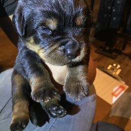 Rottweiler Puppies from Von Zak Kennels