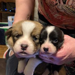 "Same litter!" Cardigan Welsh Corgi Puppies from Luxe Cardigan Welsh Corgis