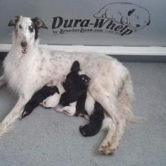 Borzoi Puppies from Hounds of Laureate