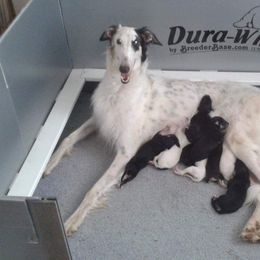 Borzoi Puppies from Hounds of Laureate