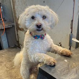 Snoops - Maltipoo