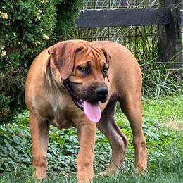 HOLO - Red female Boerboel puppy in Pennsylvania from Cold River Boerboels