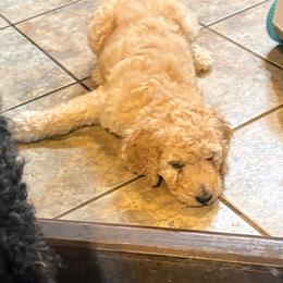 Dynasty - red collar - Red  female Poodle puppy in Lebanon, Ohio from Lucky's Legacy