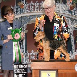 Australian Shepherds and Lakeland Terriers from Susan Harris