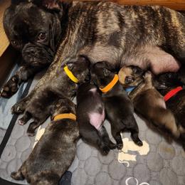 French Bulldog Puppies from TRBC Frenchies