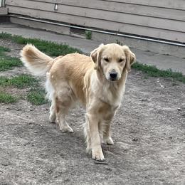 Party - Golden Retriever