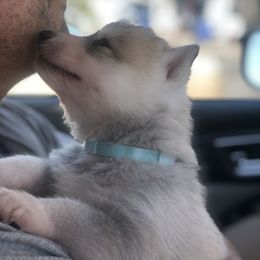 Siberian Husky Puppies from Umunhum