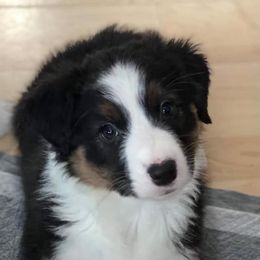 Australian Shepherd and German Shepherd Puppies from REINVENTED.KENNELS
