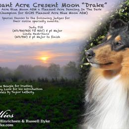 Collies from Juell Collies