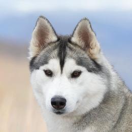Cara - Siberian Husky