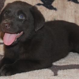 Nevada California Popeye - Chocolate male Labrador Retriever puppy in Spring Creek, Nevada from Badland Kennel