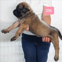 ACK PUP 206 - Fawn female Mastiff puppy in Ava, Missouri from Ozark Mountain Mastiffs