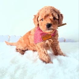 Luna - Red female Bernedoodle puppy in Mc Kee, Kentucky from Jackson County Doodles