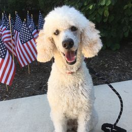 Dahlia - Poodle