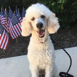 Dahlia - Poodle