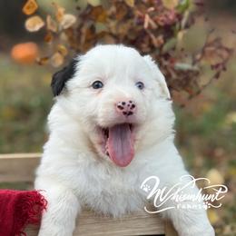 Blue eye - Black and white female Border Collie puppy in Nashville, Arkansas from Whisenhunt Farms