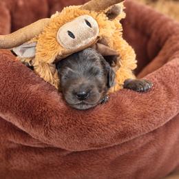 Boone - Merle male Goldendoodle puppy in Millville, California from Hope Lane Kennels