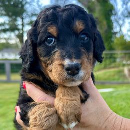 Teton - Tri-color female Bernedoodle puppy in Draper, Utah from Salt City Farm