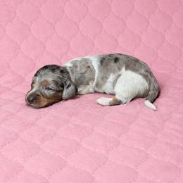 Jada - Dapple female Dachshund puppy in Richmond, Virginia from Paw Prints
