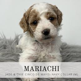 MARIACHI- Black collar - Parti male Goldendoodle puppy in Watertown, New York from True Friend Doodles