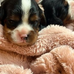 Boy 1 - Cavalier King Charles Spaniel puppy from Majestic Cavaliers of Melbourne FL