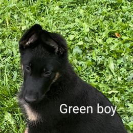 German Shepherd Puppies from Elaina's German Shepherds
