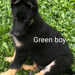 German Shepherd Puppies from Elaina's German Shepherds