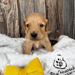 Charm - Cream male Companion Cross puppy in Utah County, Utah from Big Hearted Breeders