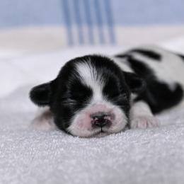 Chase - Black and white male Shih Tzu puppy in Montrose, Colorado from Nana's Happy Pups