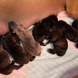 Boy 3 - Black male Cane Corso puppy in Porter, Oklahoma from Richline Kennel