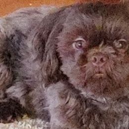 Shih Tzus from Terri Geiser-Gilchrist