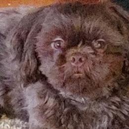 Shih Tzus from Terri Geiser-Gilchrist