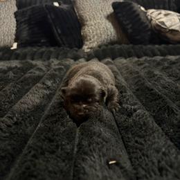 Raven - Black female Chow Chow puppy in Elberton, Georgia from Pits and Poms LLC