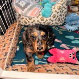 Buster - Dapple male Dachshund puppy in Lincoln, Arkansas from Red Dirt Dachshunds