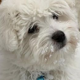 Cotons de Tulear from Pima Coton