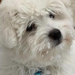 Cotons de Tulear from Pima Coton