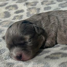 Female 3 - Merle female Shichon puppy in Grand Rapids, Michigan from Great Lakes Teddy Bear Dogs