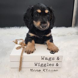 Milo - Black and cream male Dachshund puppy in Smallett, Missouri from Doxie Holler