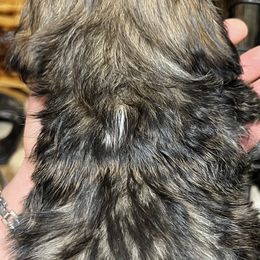 Shih Tzu Puppies from Jessica’s Shih Tzus