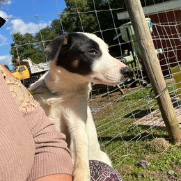 Jody - Border Collie puppy from Breezy Acres Stock & Sporting Dogs