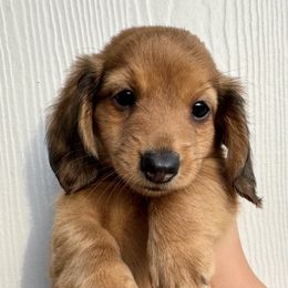 Rouge - Red male Dachshund puppy in Somerville, Texas from Shutt Pup's