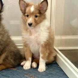 Bourbon - Sable & white male Toy Shetland Sheepdog puppy in Indianapolis, Indiana from Skoshie’s Shelties