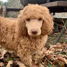Chase - Red  Poodle puppy in Toone, Tennessee from Big Springs Little Paws Standard Poodles